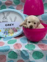 Grey Collar, a female Labrador Retriever for sale in Maysville, GA – Photo 2 of 2