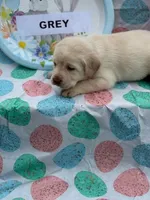 Grey Collar, a female Labrador Retriever for sale in Maysville, GA – Photo 1 of 2