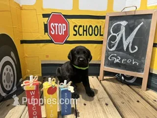 Green Collar – Labrador Retriever puppy on hold in Maysville, GA