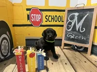 Green Collar, a male Labrador Retriever for sale in Maysville, GA – 1 of 1