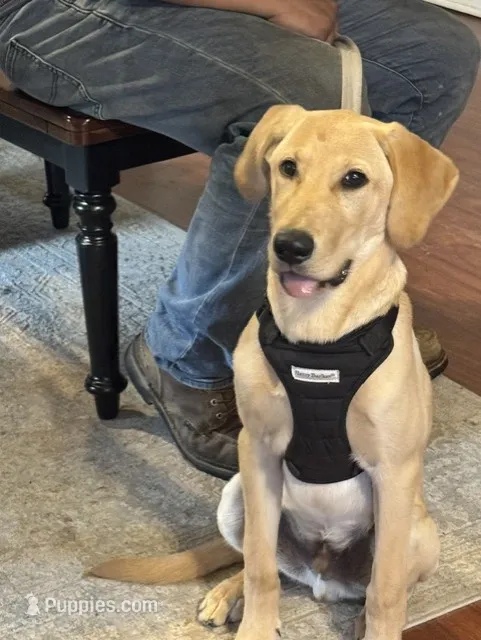 Leo – Labrador Retriever puppy for sale in Maysville, GA