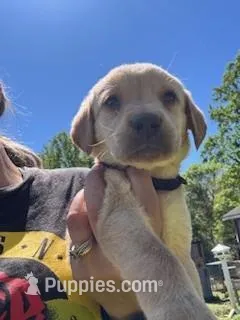 Black Collar Aphrodite – Labrador Retriever puppy for sale in Maysville, GA