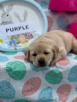 Purple Collar, a female Labrador Retriever for sale in Maysville, GA – Photo 2 of 2