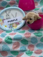 Purple Collar, a female Labrador Retriever for sale in Maysville, GA – Photo 1 of 2