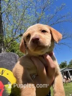 Red Collar Athena – Labrador Retriever puppy for sale in Maysville, GA