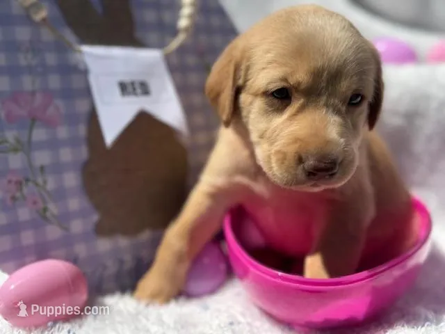 Red Collar Athena – Labrador Retriever puppy for sale in Maysville, GA