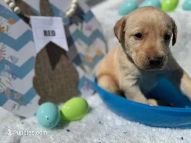 Red Collar Aphrodite – Labrador Retriever puppy for sale in Maysville, GA