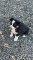 ASCA Zuri, a female Australian Shepherd for sale in Fruita, CO – 2 of 2