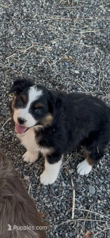 ASCA Zuri – Australian Shepherd puppy for sale in Fruita, CO
