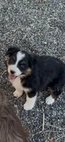 ASCA Zuri, a female Australian Shepherd for sale in Fruita, CO – 1 of 2
