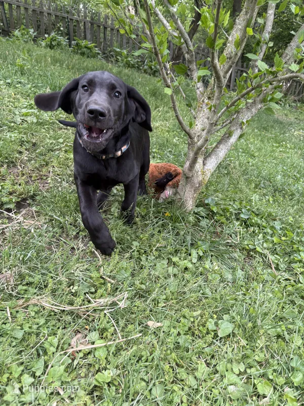 Rainbow Girl – Great Dane, Golden Retriever puppy for sale in Pittsburgh, PA