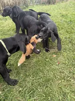 Rainbow Girl, a female Great Dane and Golden Retriever for sale in Pittsburgh, PA – 2 of 2