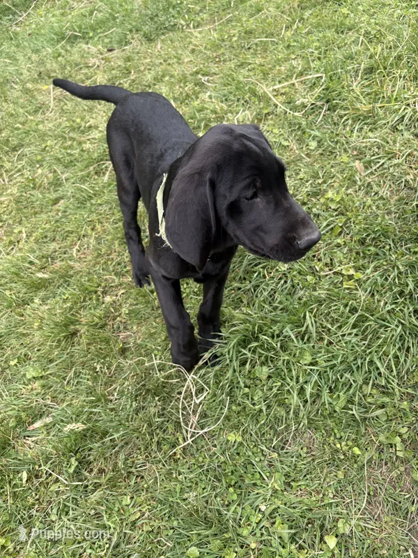 Green Collar Boy – Great Dane, Golden Retriever puppy for sale in Pittsburgh, PA