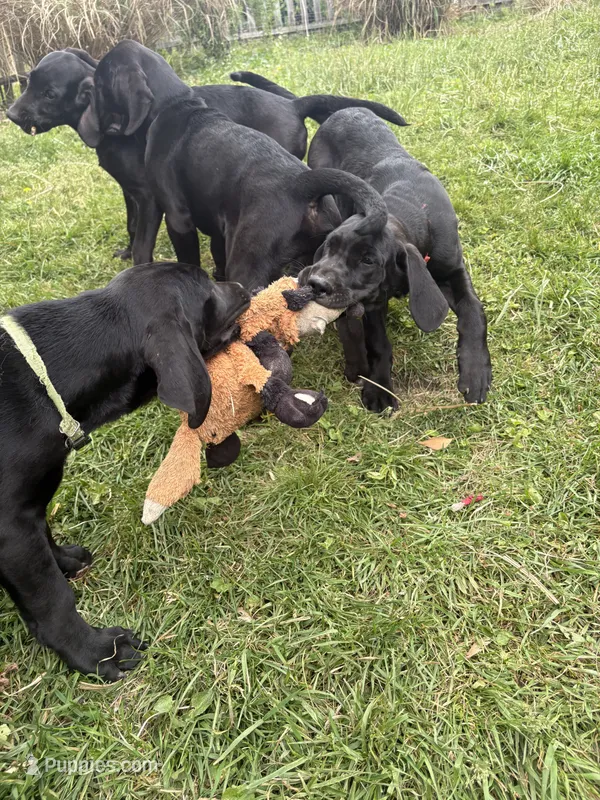 Marmaduke - Boy – Great Dane, Golden Retriever puppy for sale in Pittsburgh, PA