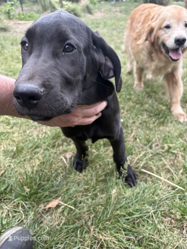 Ruby Doobie Doo – Great Dane, Golden Retriever puppy for sale in Pittsburgh, PA