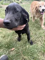 Ruby Doobie Doo, a female Great Dane and Golden Retriever for sale in Pittsburgh, PA – 1 of 2