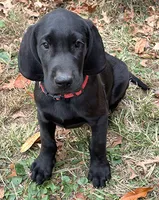 Red Boy, a male Great Dane and Golden Retriever for sale in Pittsburgh, PA – 1 of 2