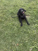 Green Collar Boy, a male Great Dane and Golden Retriever for sale in Pittsburgh, PA – 2 of 2
