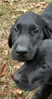 Red Boy, a male Great Dane and Golden Retriever for sale in Pittsburgh, PA – 2 of 2