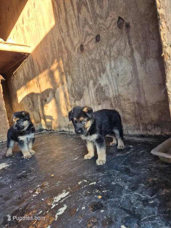 German Shepard – German Shepherd Dog puppy for sale in Lawrenceburg, IN