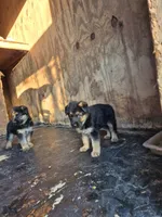 German Shepard, a female German Shepherd Dog for sale in Lawrenceburg, IN – 1 of 1