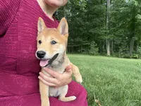 Twixie, a female Shiba Inu for sale in Rushville, NY – 6 of 8