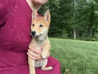 Twixie, a female Shiba Inu for sale in Rushville, NY – 7 of 8