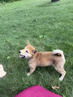 Twixie, a female Shiba Inu for sale in Rushville, NY – 8 of 8