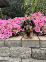 Lila, a female Miniature Dachshund for sale in Rushville, NY – 4 of 4
