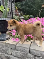 Twixie, a female Shiba Inu for sale in Rushville, NY – 3 of 5