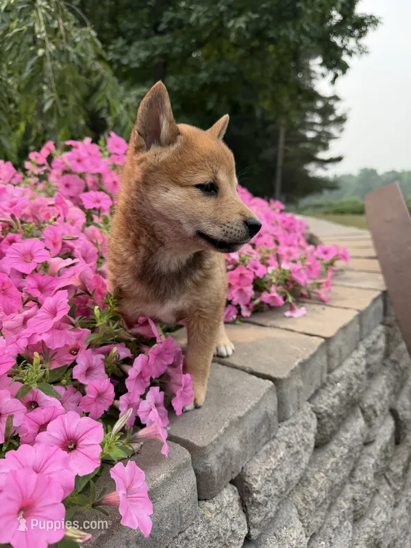 Twixie – Shiba Inu puppy for sale in Rushville, NY