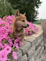 Twixie, a female Shiba Inu for sale in Rushville, NY – 1 of 5