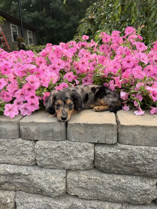 Lila – Miniature Dachshund puppy for sale in Rushville, NY