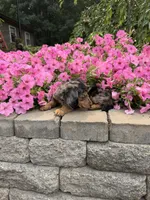 Lila, a female Miniature Dachshund for sale in Rushville, NY – 3 of 4