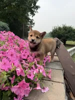 Mubbles, a male Shiba Inu for sale in Rushville, NY – 3 of 4