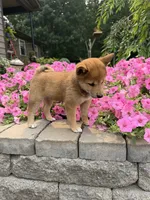 Twixie, a female Shiba Inu for sale in Rushville, NY – 4 of 5