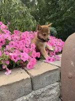 Mubbles, a male Shiba Inu for sale in Rushville, NY – 4 of 4