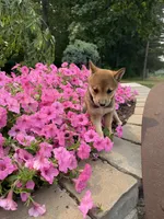 Mubbles, a male Shiba Inu for sale in Rushville, NY – 2 of 4