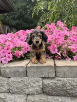 Lila, a female Miniature Dachshund for sale in Rushville, NY – 2 of 4