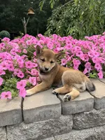 Mubbles, a male Shiba Inu for sale in Rushville, NY – 1 of 4
