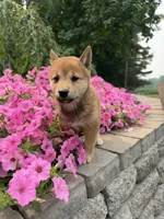Twixie, a female Shiba Inu for sale in Rushville, NY – 2 of 5