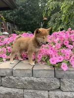 Twixie, a female Shiba Inu for sale in Rushville, NY – 5 of 5