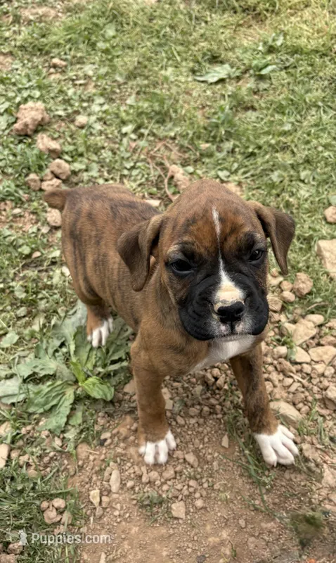 Puppy 3 – Boxer puppy for sale in Ohio, OH