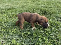 Puppy 3, a female Boxer for sale in Ohio, OH – Photo 2 of 4