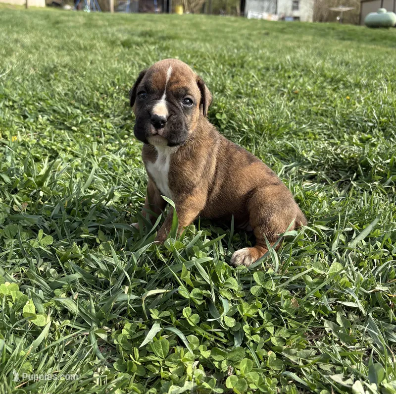Puppy 3 – Boxer puppy for sale in Ohio, OH