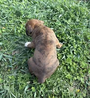 Puppy 3, a female Boxer for sale in Ohio, OH – Photo 3 of 4