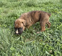 Puppy 3, a female Boxer for sale in Ohio, OH – Photo 4 of 4
