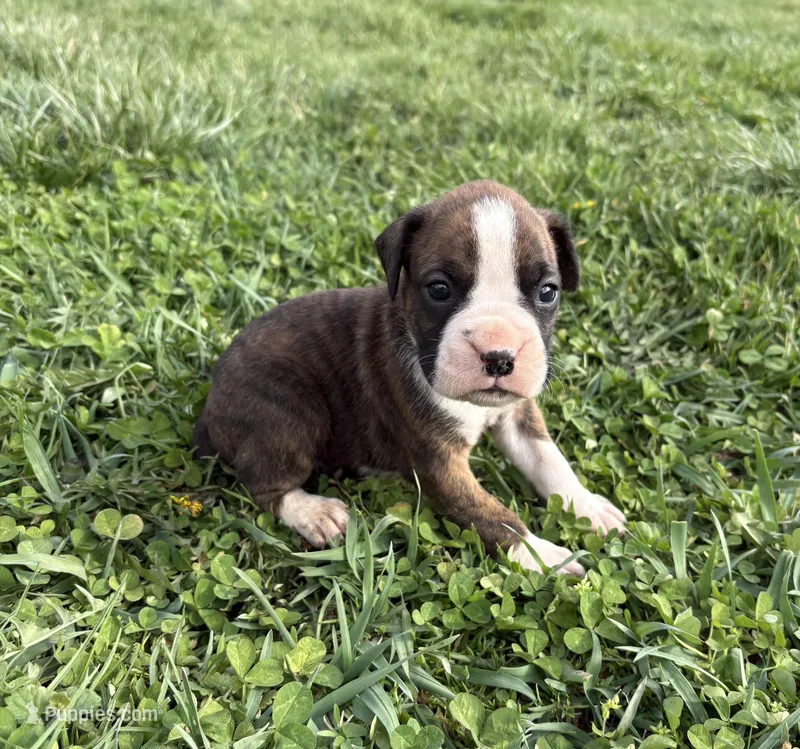 Puppy 1 – Boxer puppy for sale in Ohio, OH
