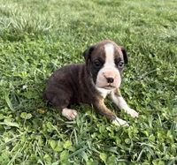Puppy 1, a female Boxer for sale in Ohio, OH – Photo 1 of 4
