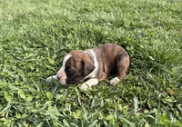 Puppy 1, a female Boxer for sale in Ohio, OH – Photo 2 of 4